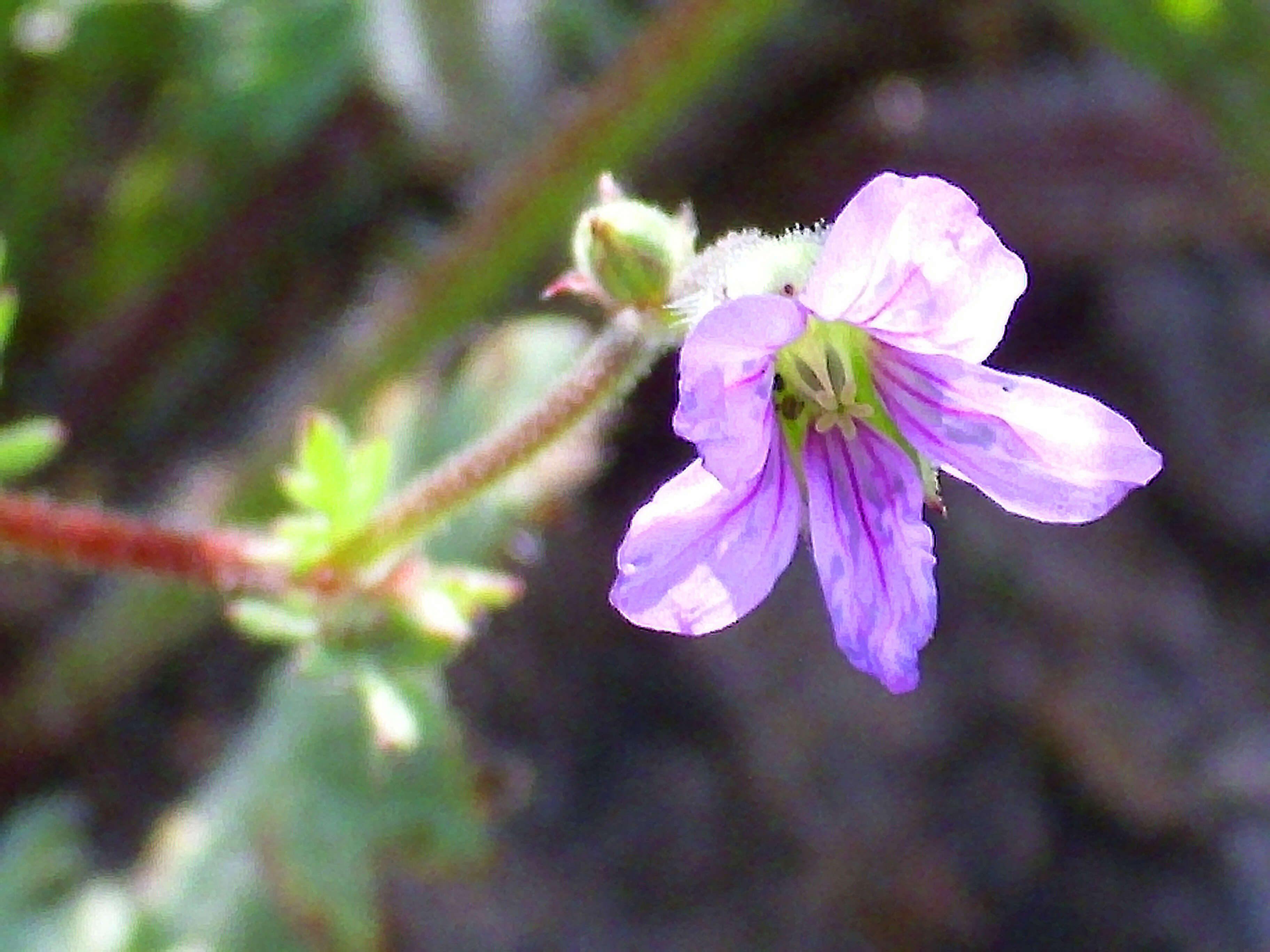 Image de Erodium ciconium (L.) L'Her.