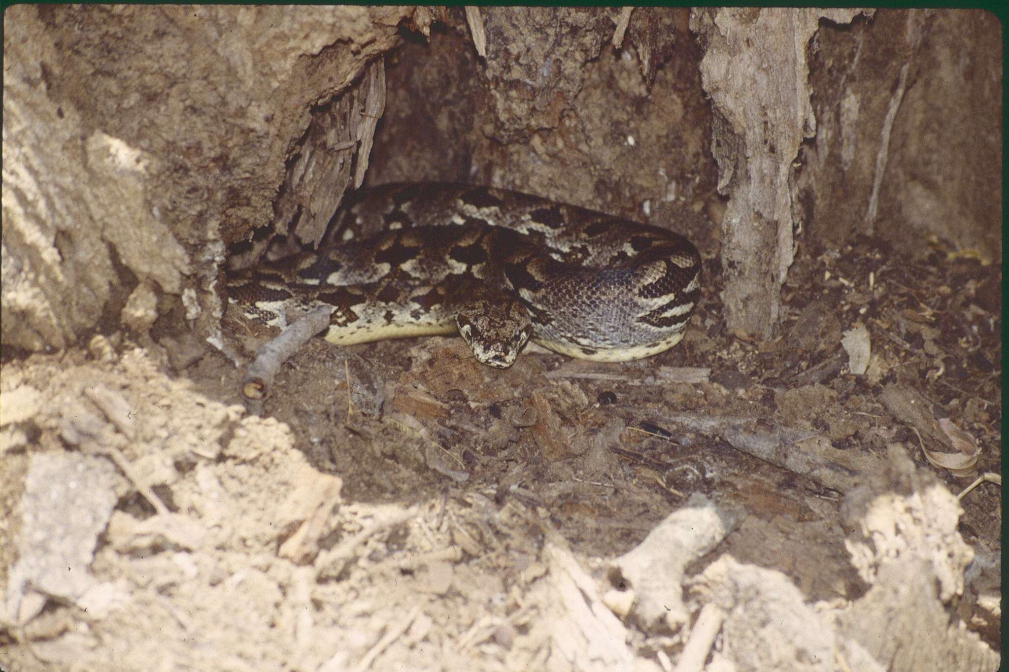 Слика од Acrantophis dumerili Jan ex Jan & Sordelli 1860