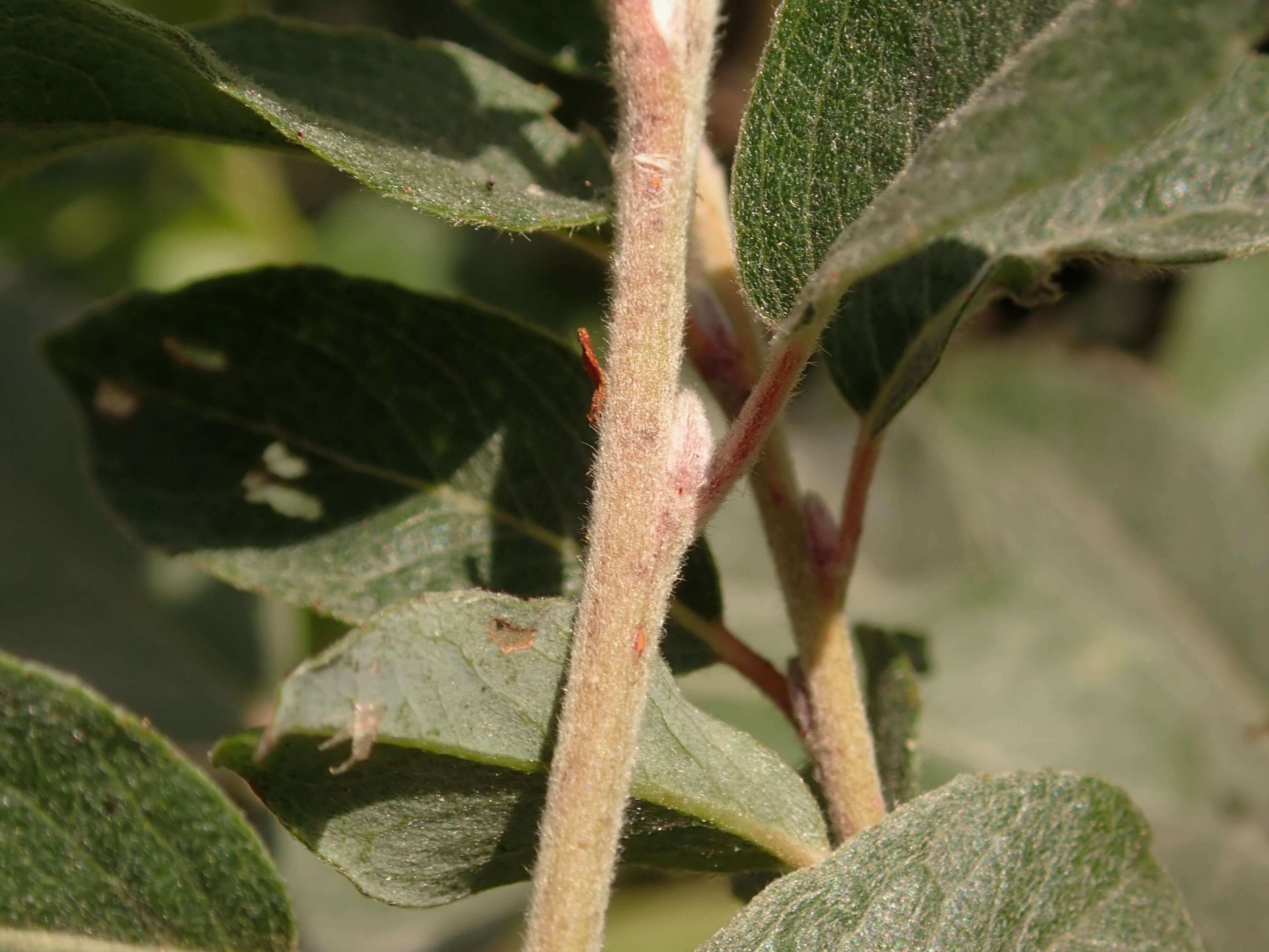 Image of Salix alpina Scop.