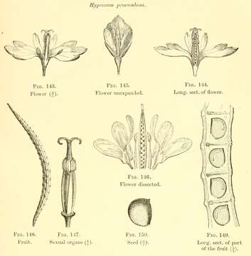 Image of Hypecoum procumbens L.