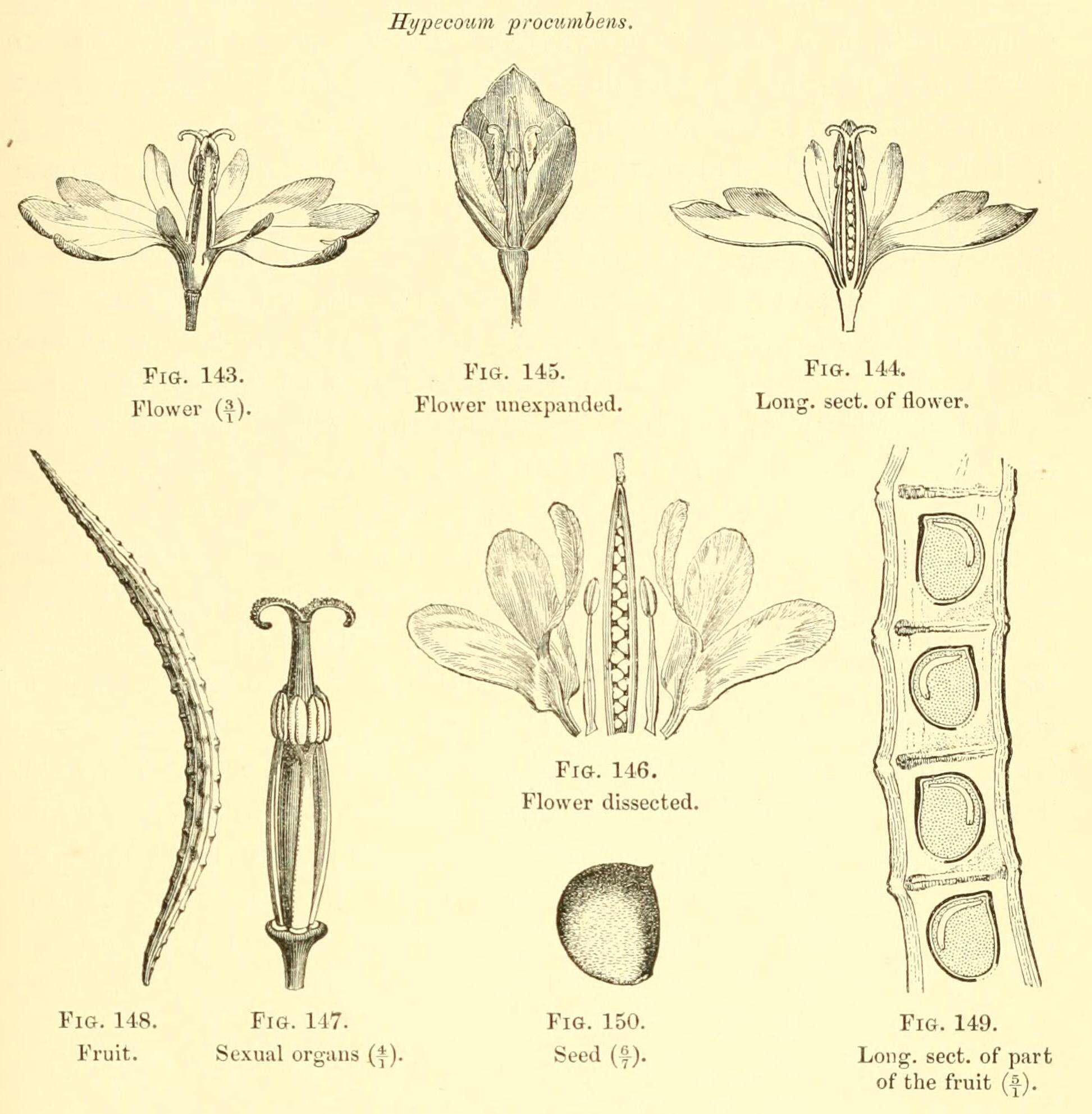 Image of Hypecoum procumbens L.