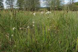 Image of marsh valerian