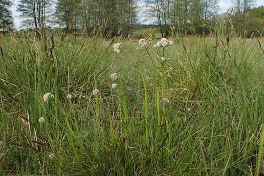 Image of marsh valerian