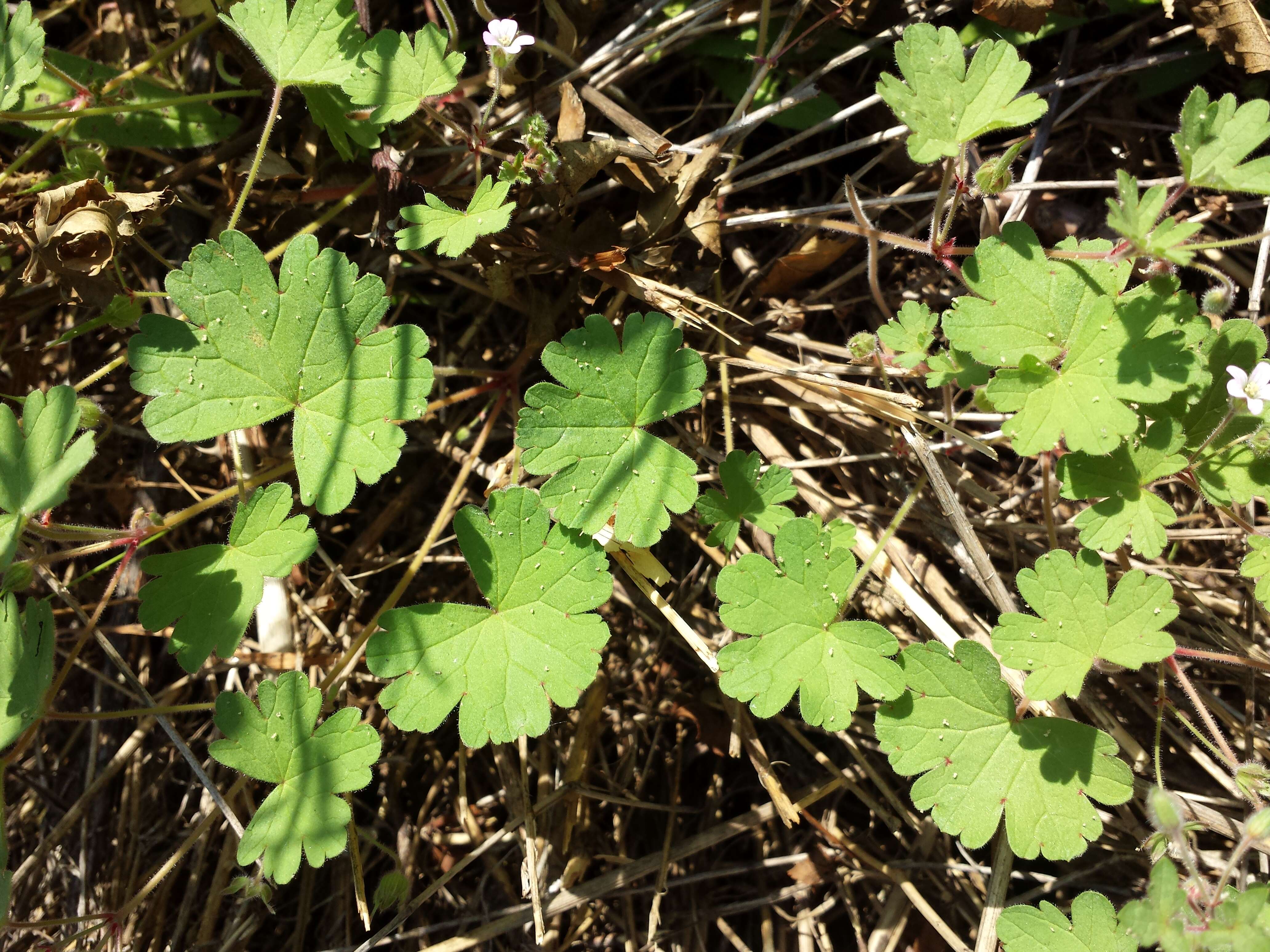 Image of Round-leaved Crane's-bill