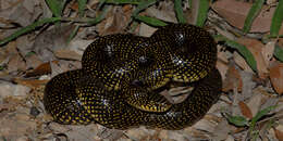 Image of Speckled Kingsnake