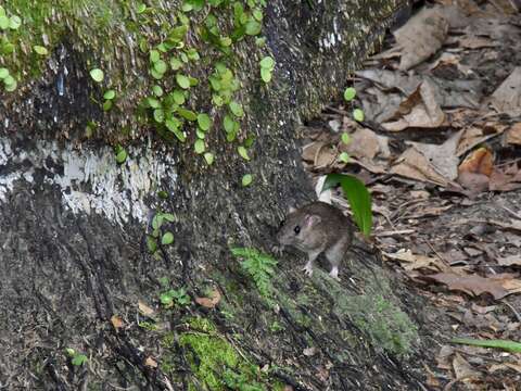 Image of Oriental House Rat