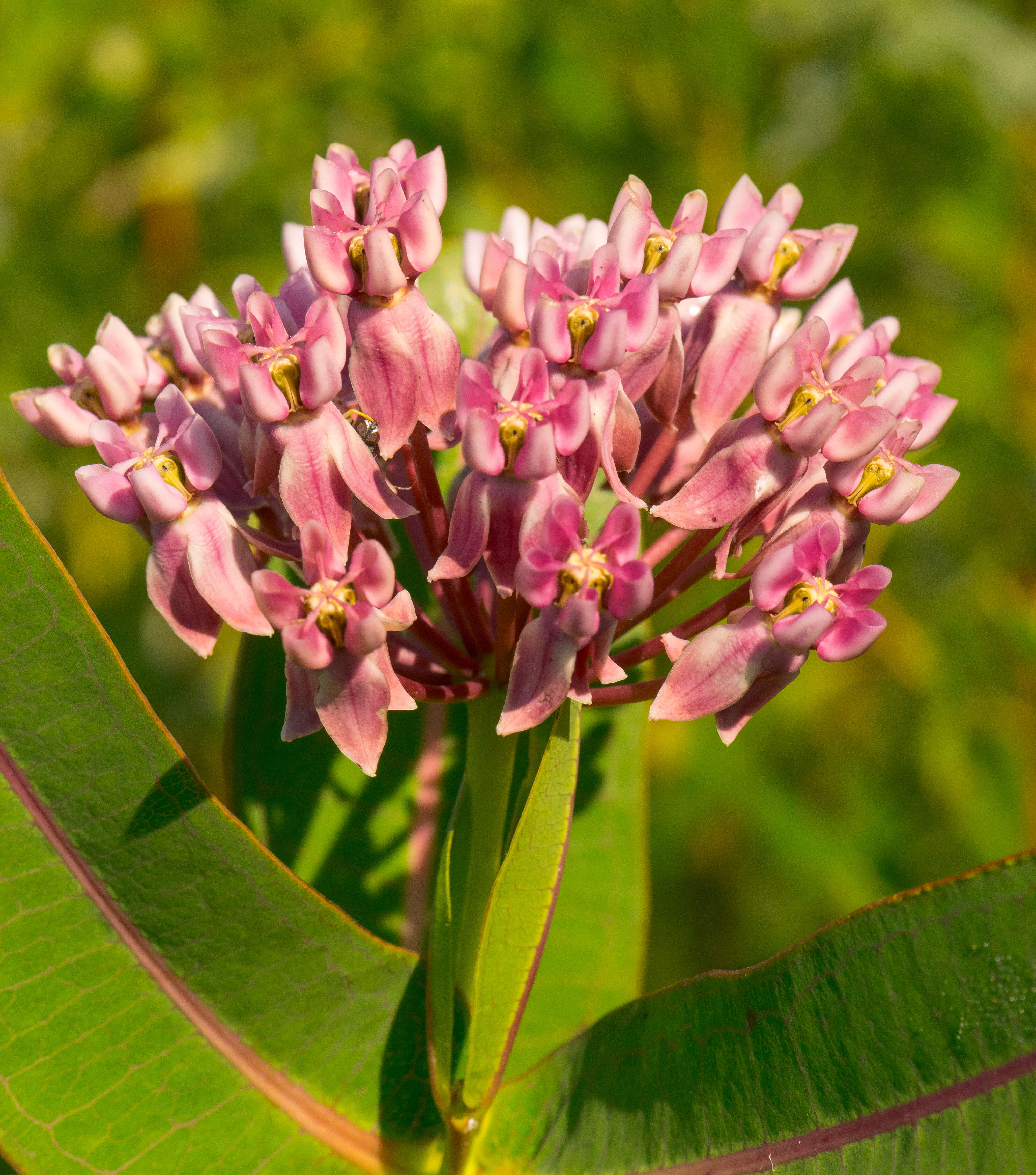 Image of prairie milkweed