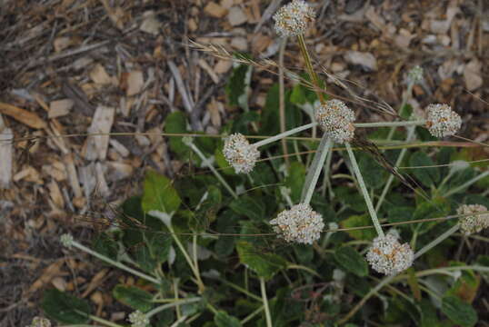 Image of seaside buckwheat