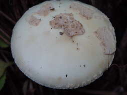 Image of False deathcap