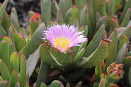 Image of Carpobrotus mellei (L. Bol.) L. Bol.