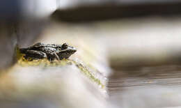 Image of Eurasian Marsh Frog