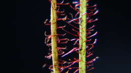 Image de Drosera filiformis Raf.