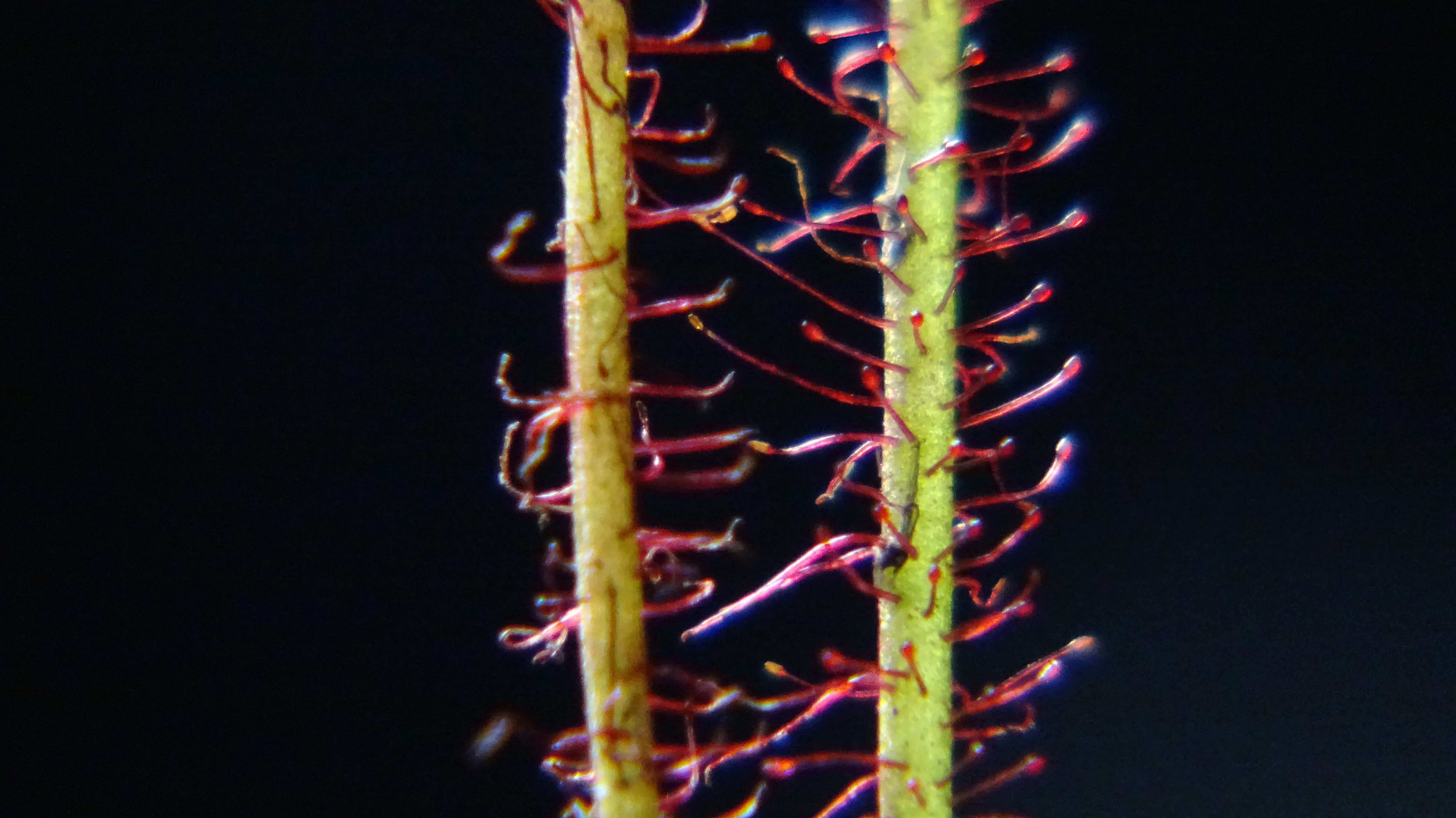 Image de Drosera filiformis Raf.