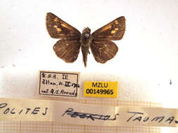 Image of Tawny-edged Skipper