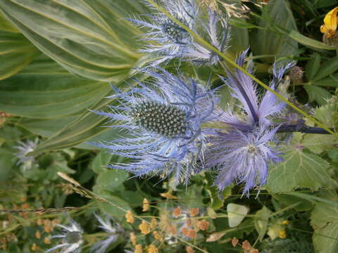 Eryngium alpinum L. resmi