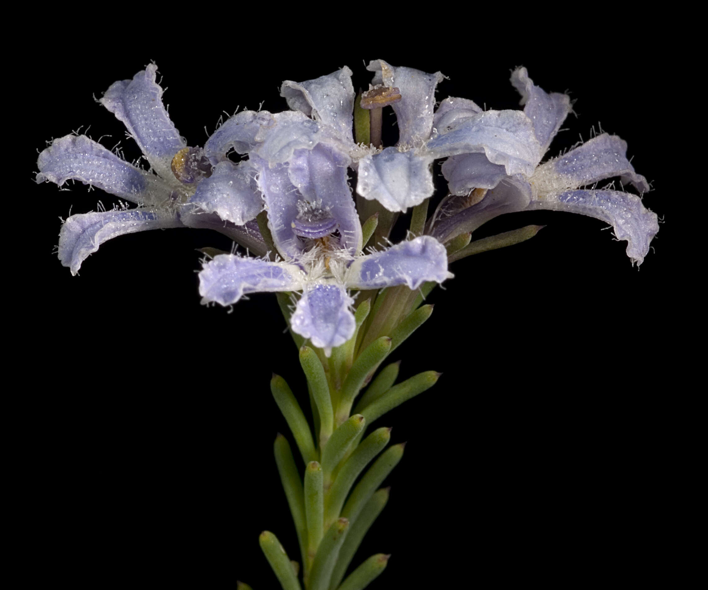 Image of Lechenaultia expansa R. Br.