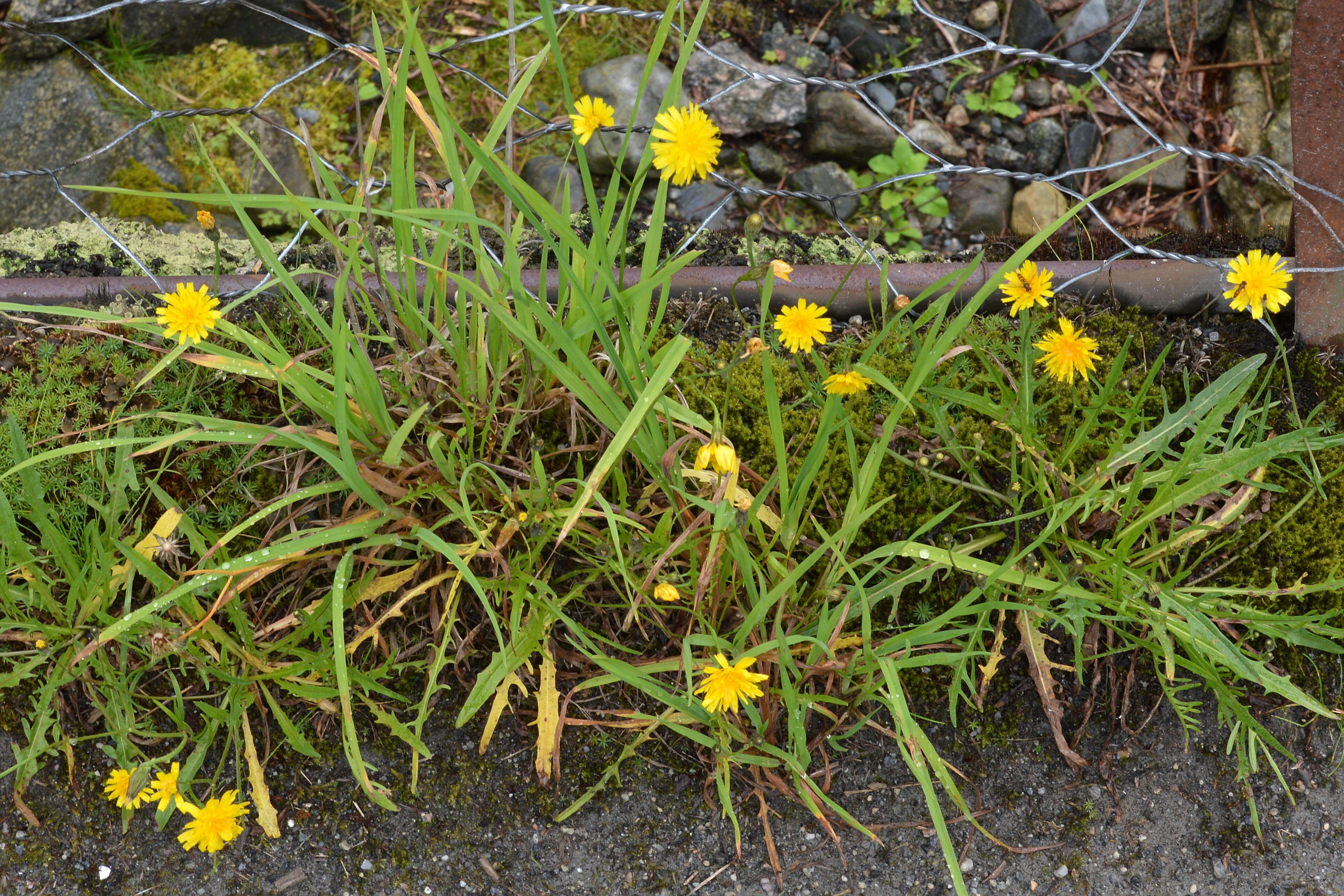 Image of fall dandelion