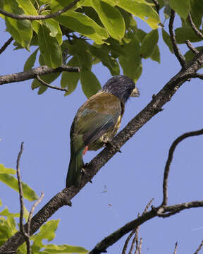 Image of Great Barbet