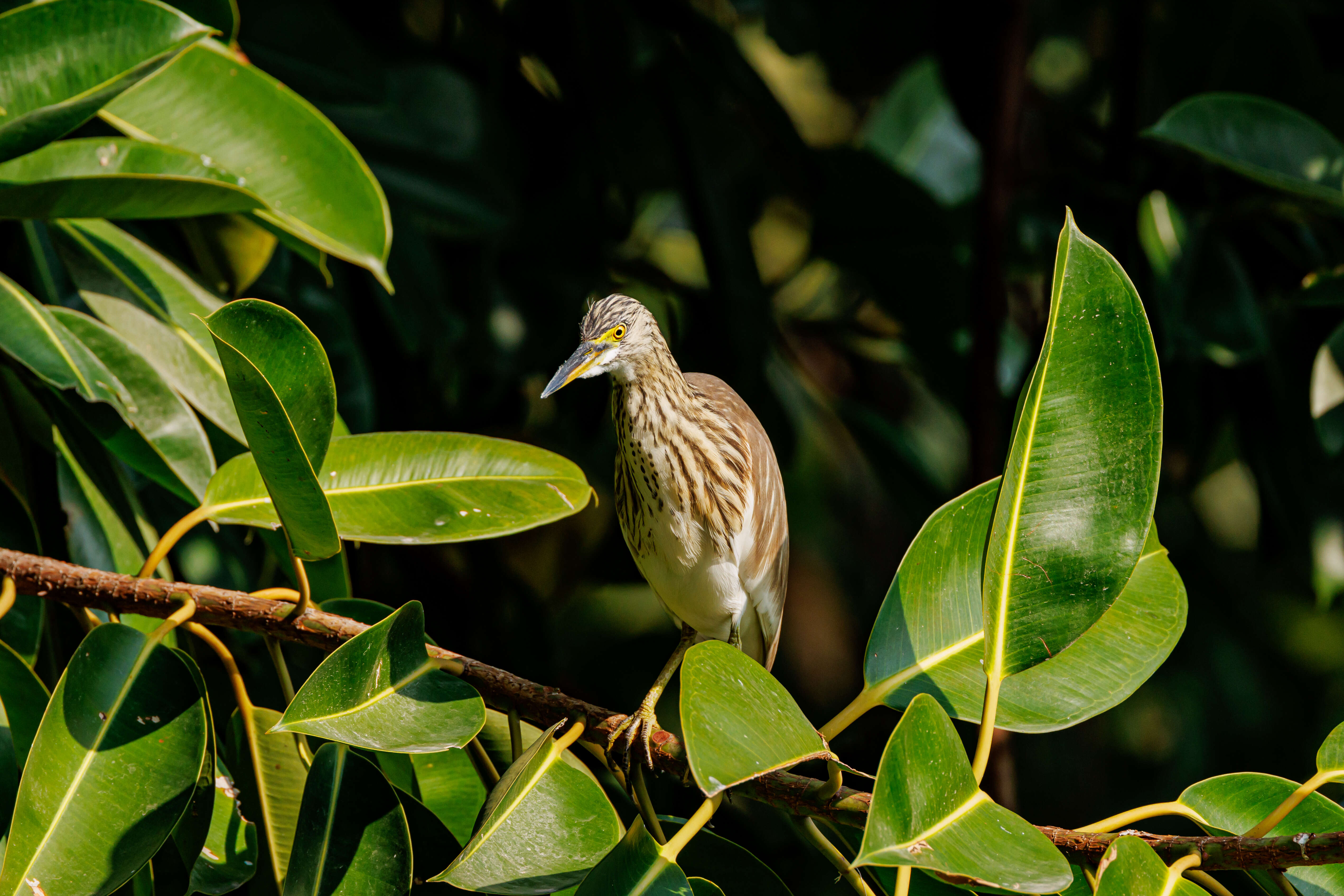 Image of Chinese Pond Heron