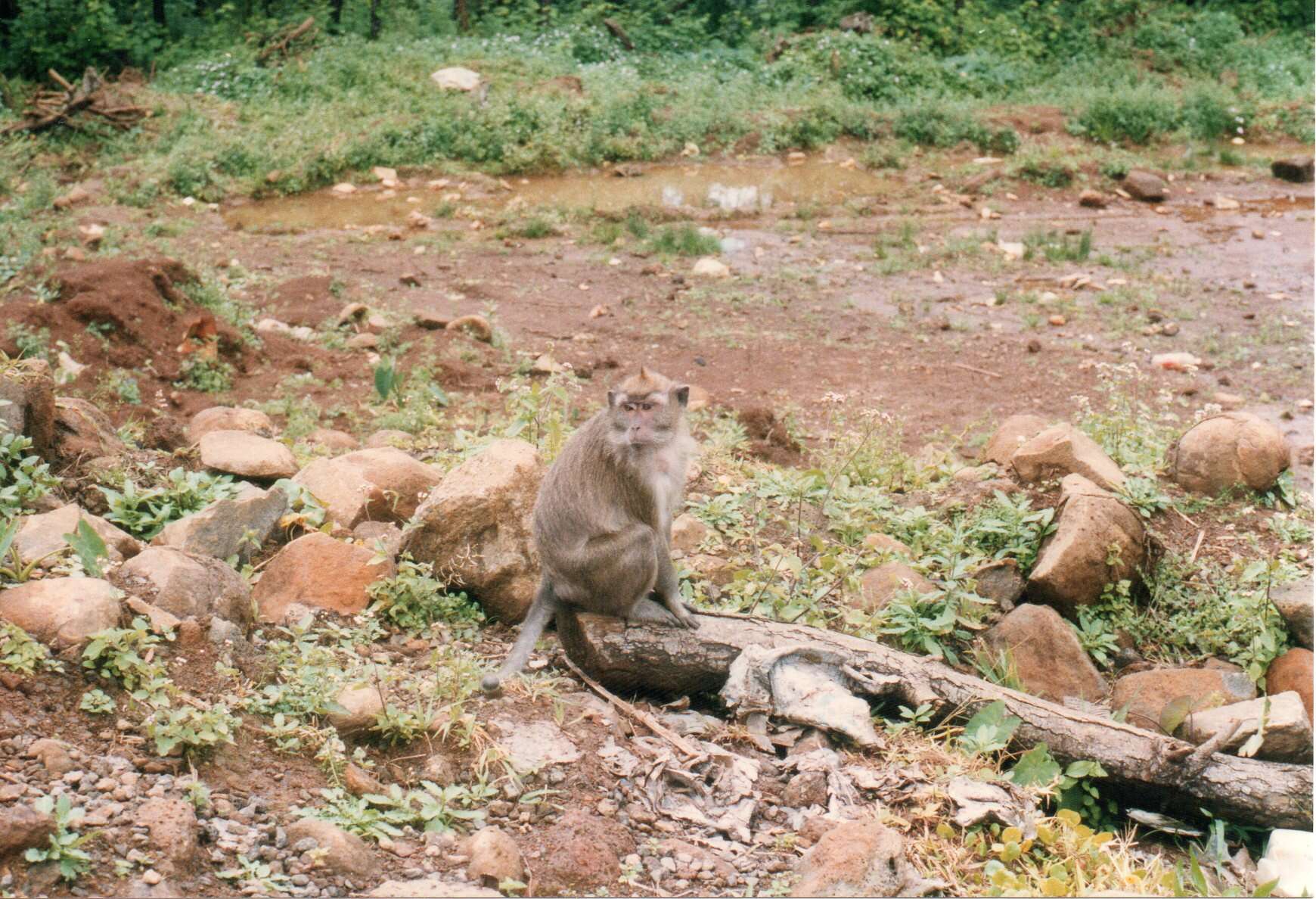 Image of Long-tailed Macaque