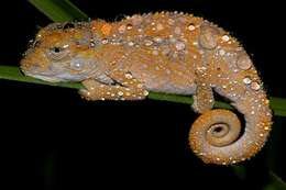 Image of Eastern Cape Dwarf Chameleon