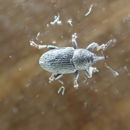 Image of Clover Seed Weevil