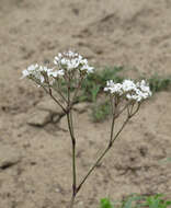 Image de Gypsophila fastigiata L.