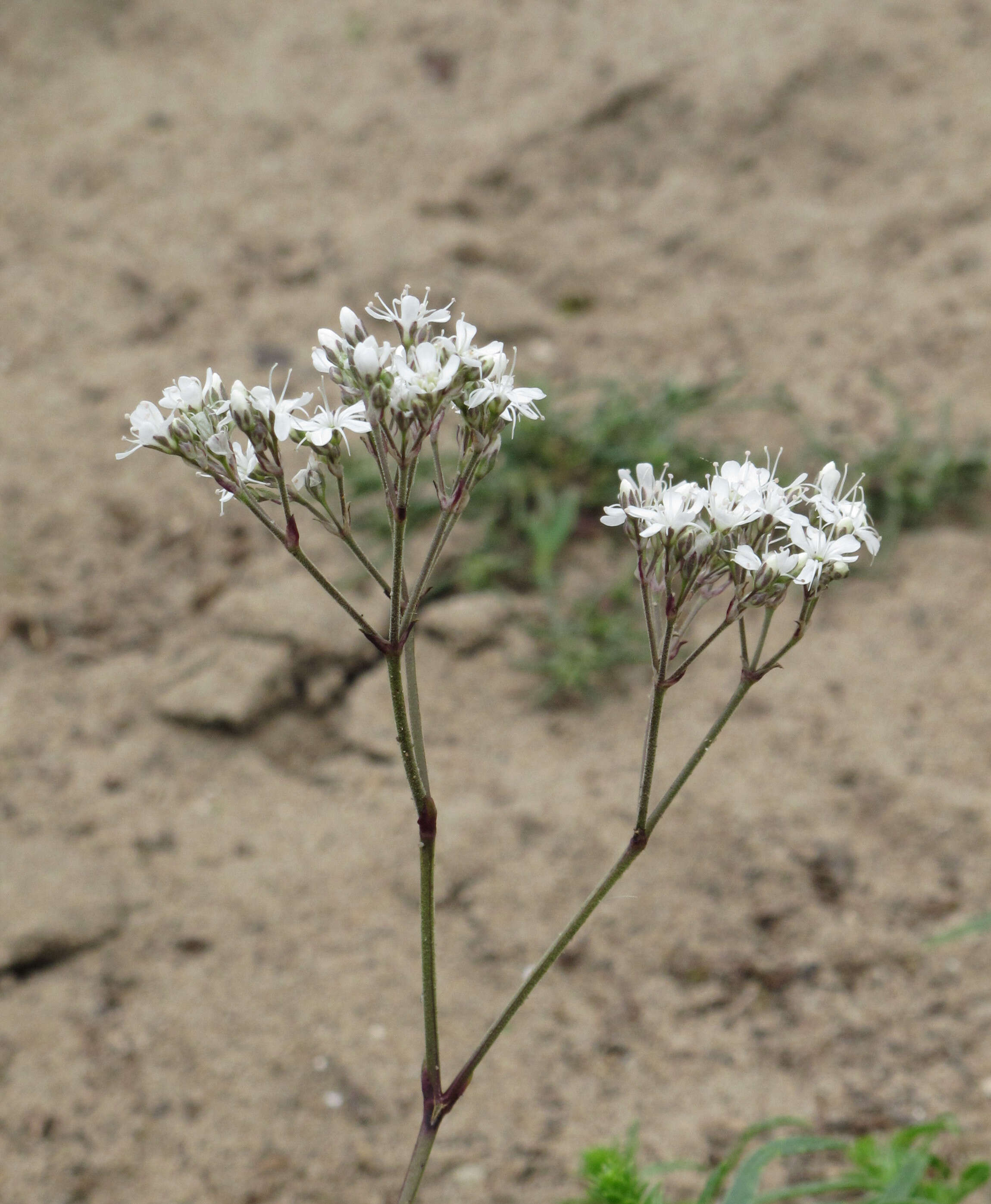 Image de Gypsophila fastigiata L.