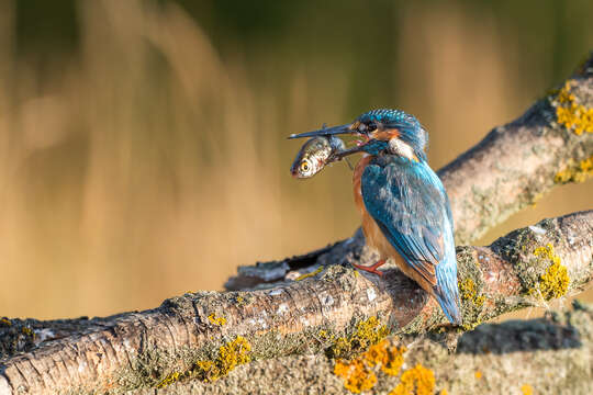 Image of Common Kingfisher