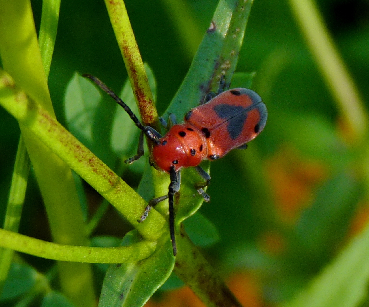 Image of Blackened Milkweed Beetle