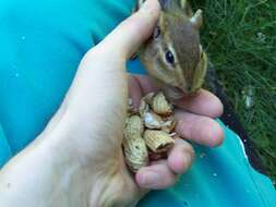 Image of Siberian Chipmunk