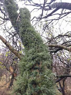 Imagem de Ramalina farinacea (L.) Ach.