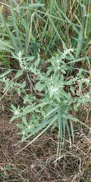 Imagem de Chenopodium album L.