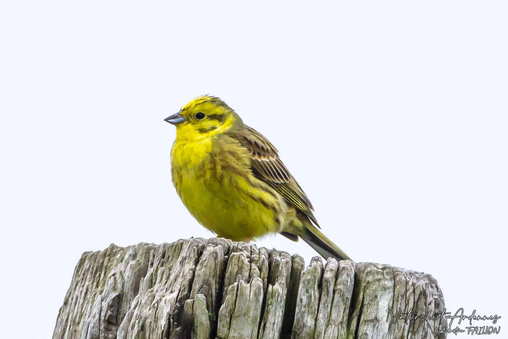 Image of Yellowhammer