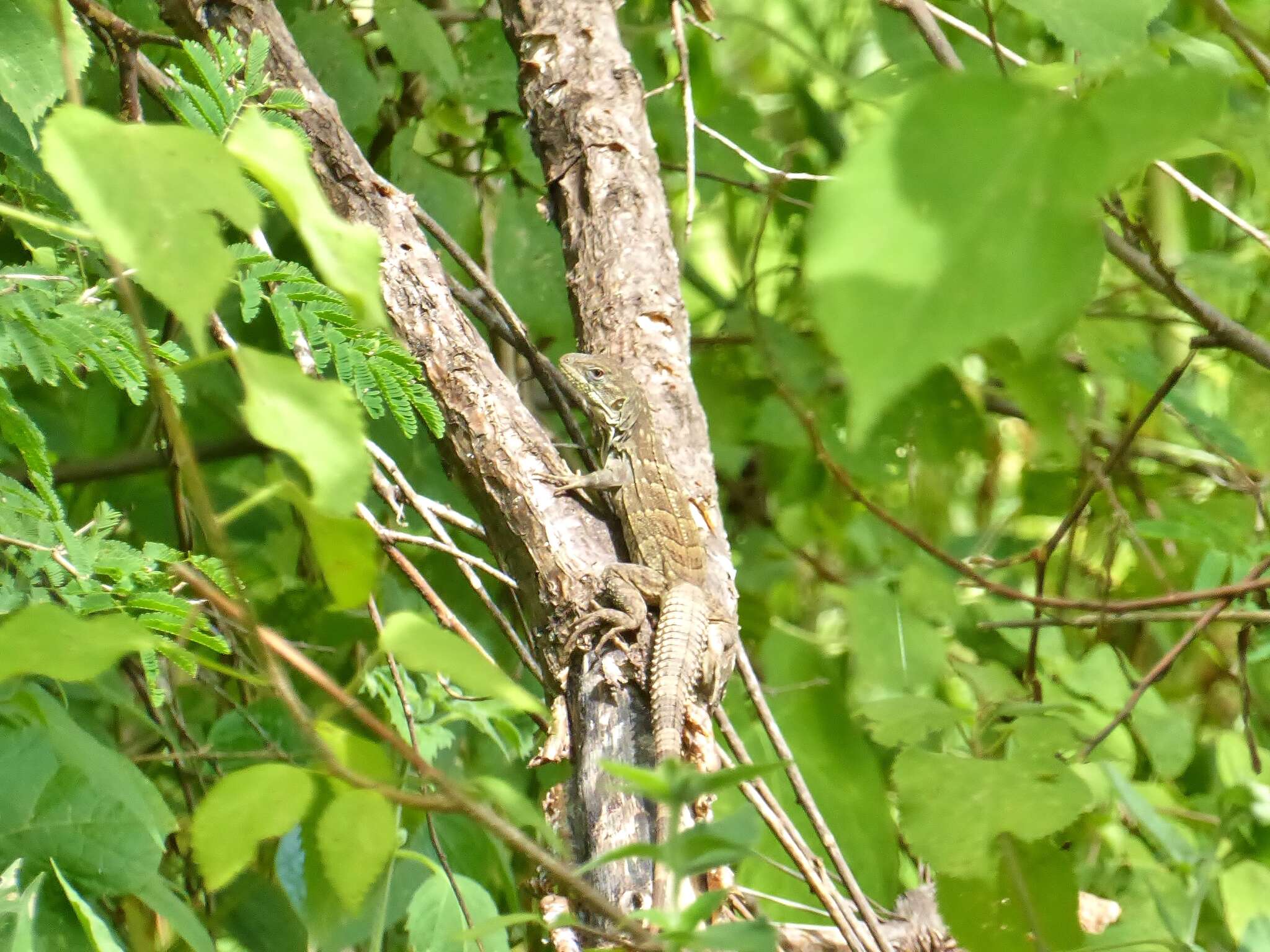 Image of Guatemalan Black Iguana