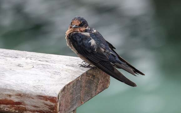 Image of Pacific Swallow