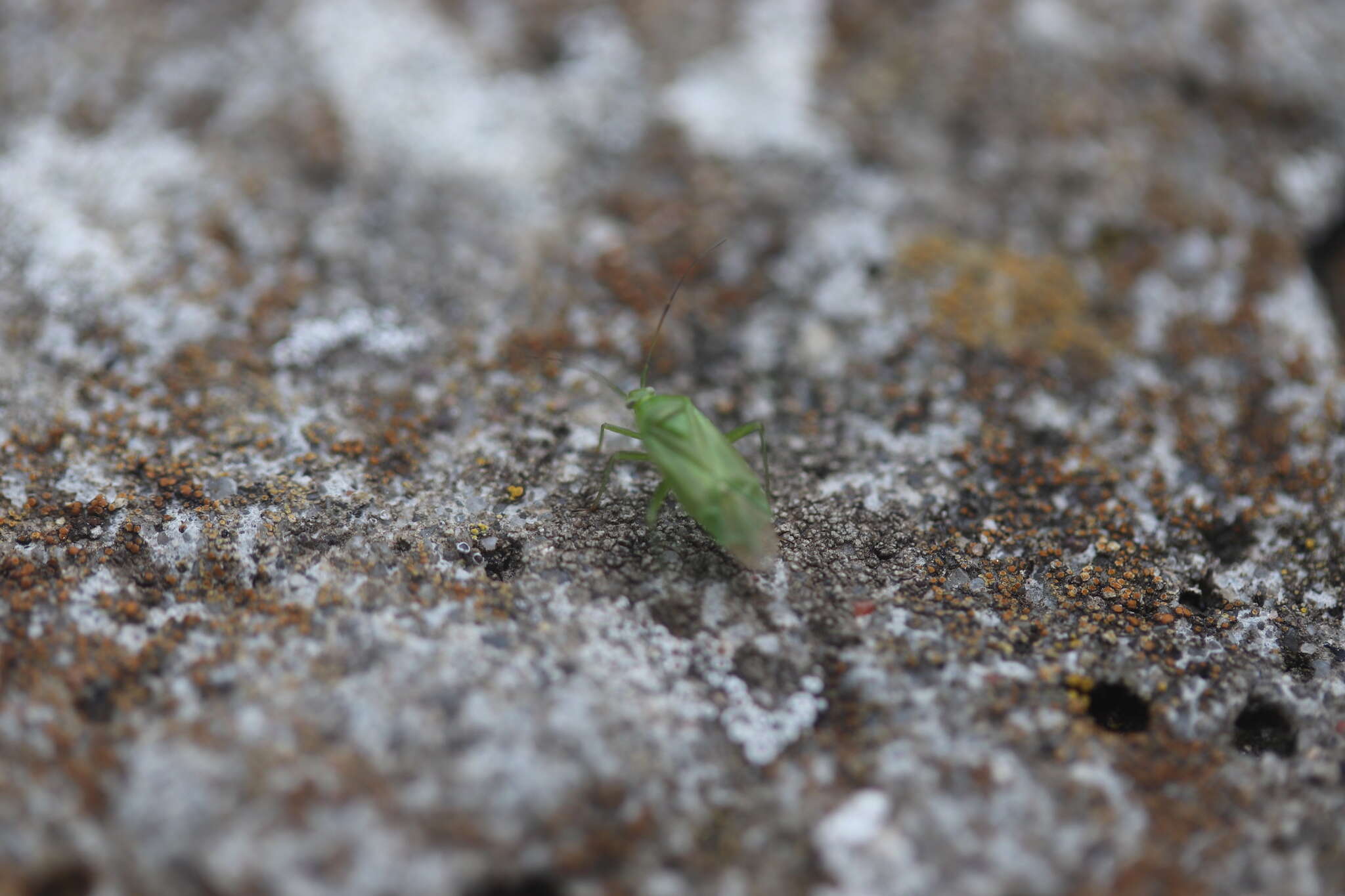 Image of Lygocoris