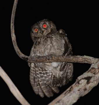 18.https www inaturalist org photos 6749841.580x360