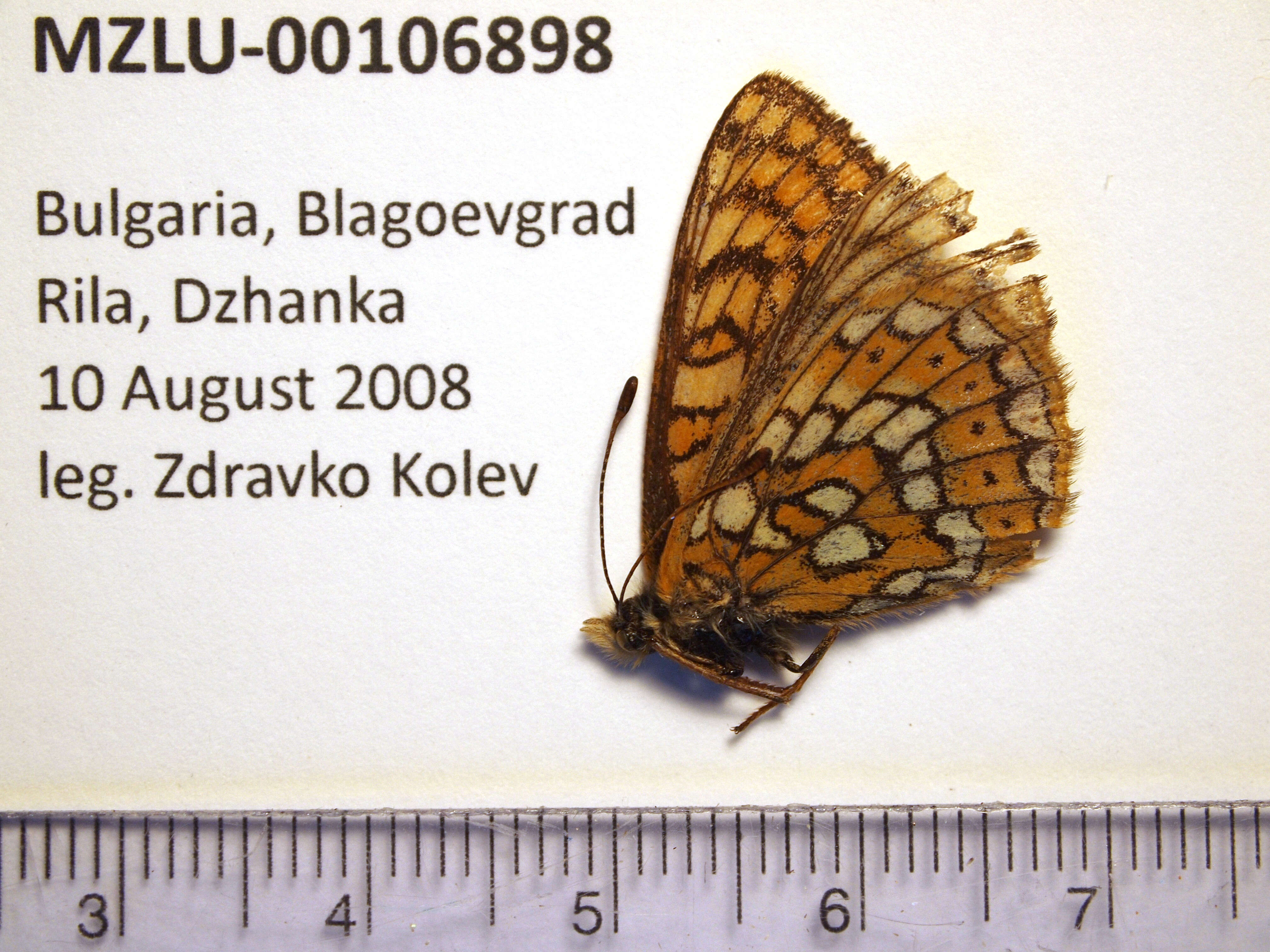 Image of Euphydryas cynthia