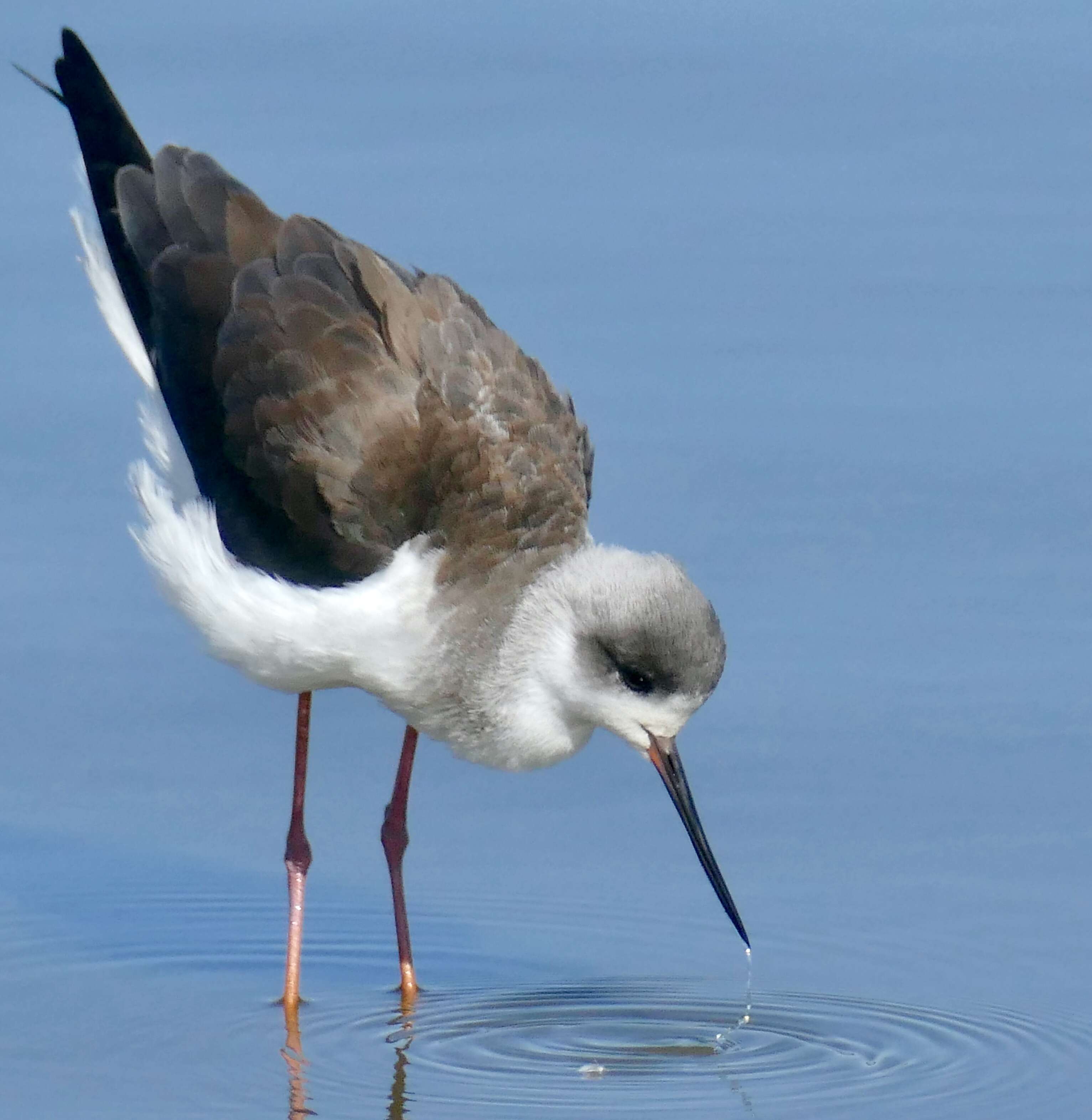 Image of Black-winged Stilt