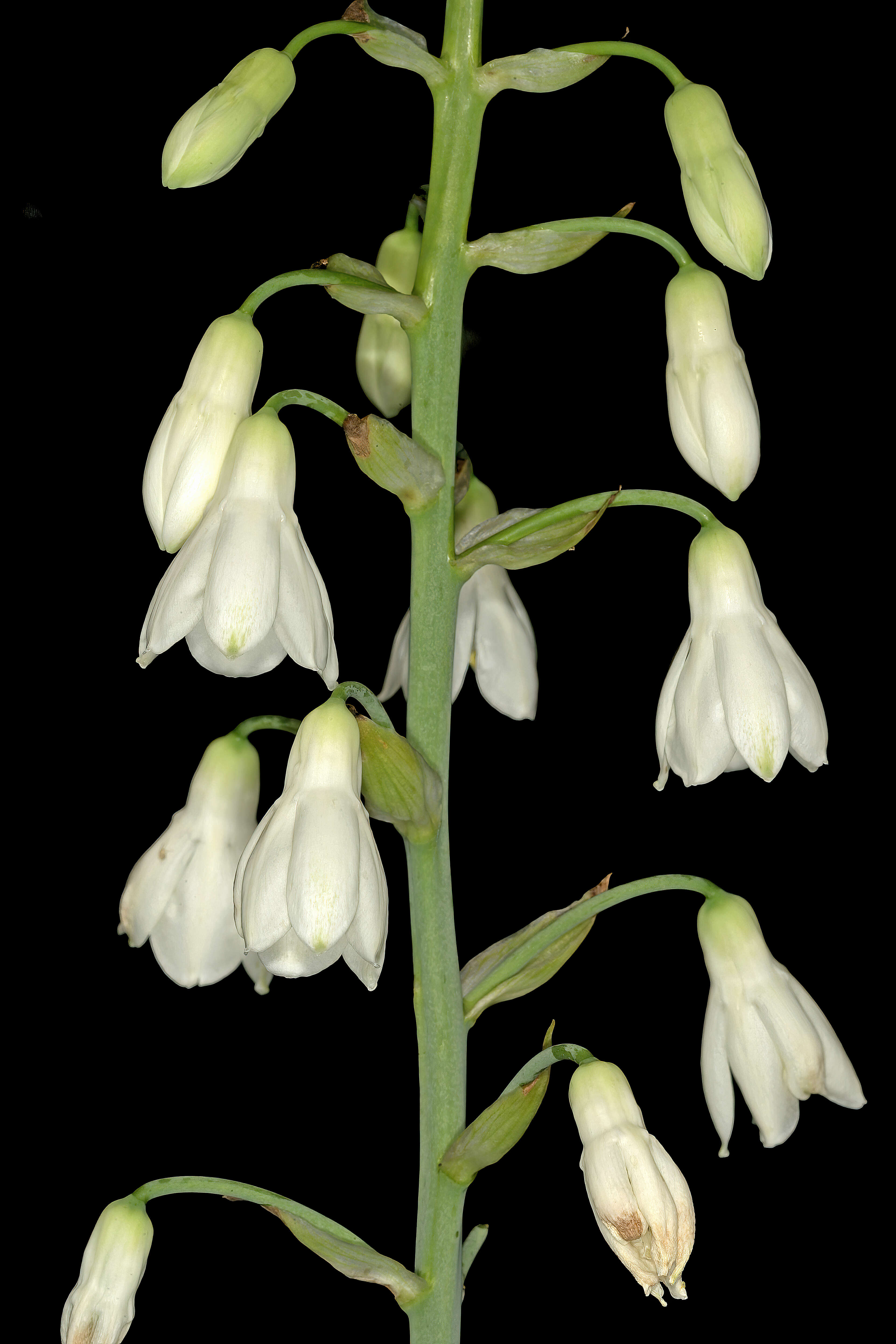 Image of Ornithogalum candicans (Baker) J. C. Manning & Goldblatt