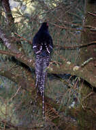 Image of Mikado Pheasant