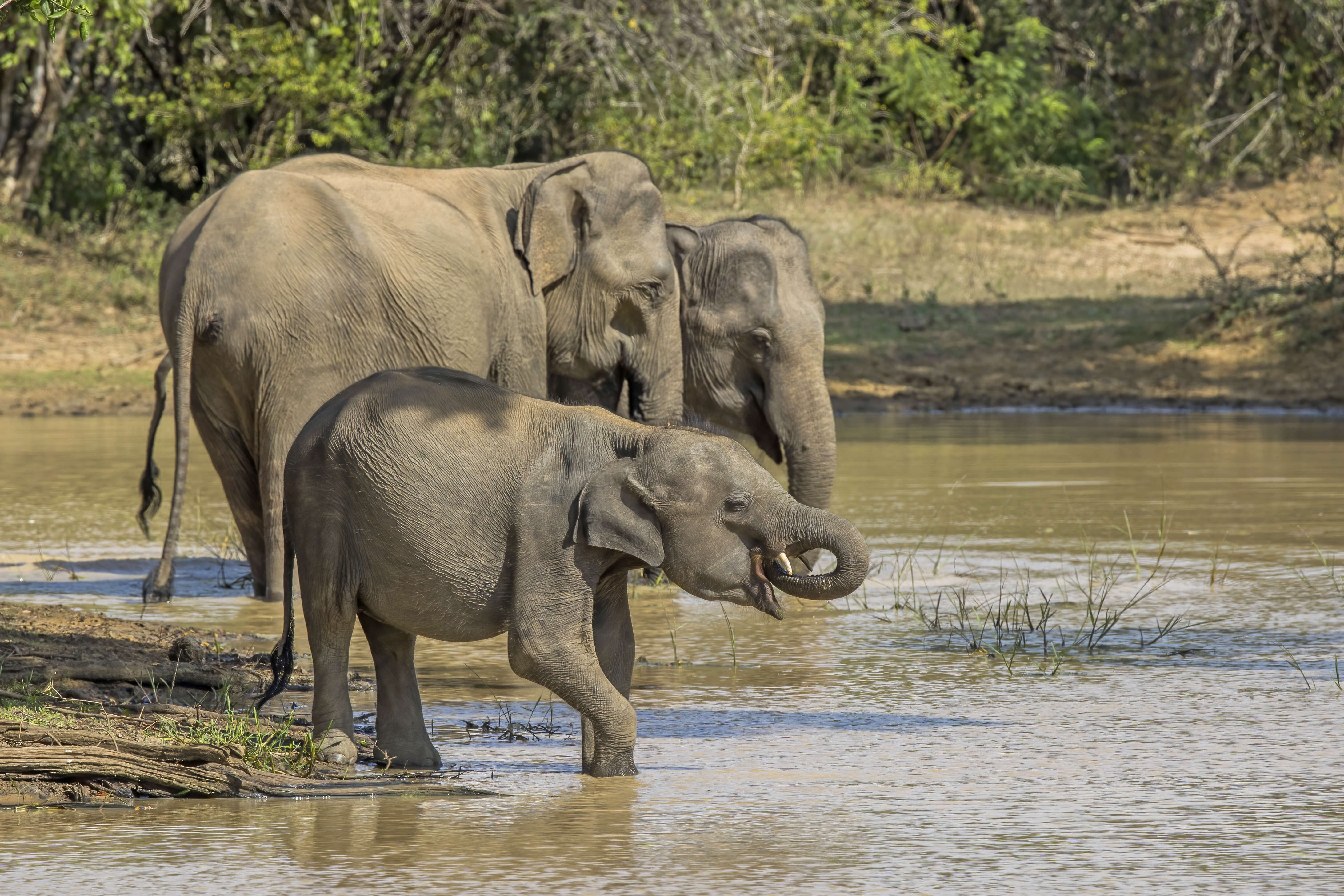 Image of Sri Lankan elephant