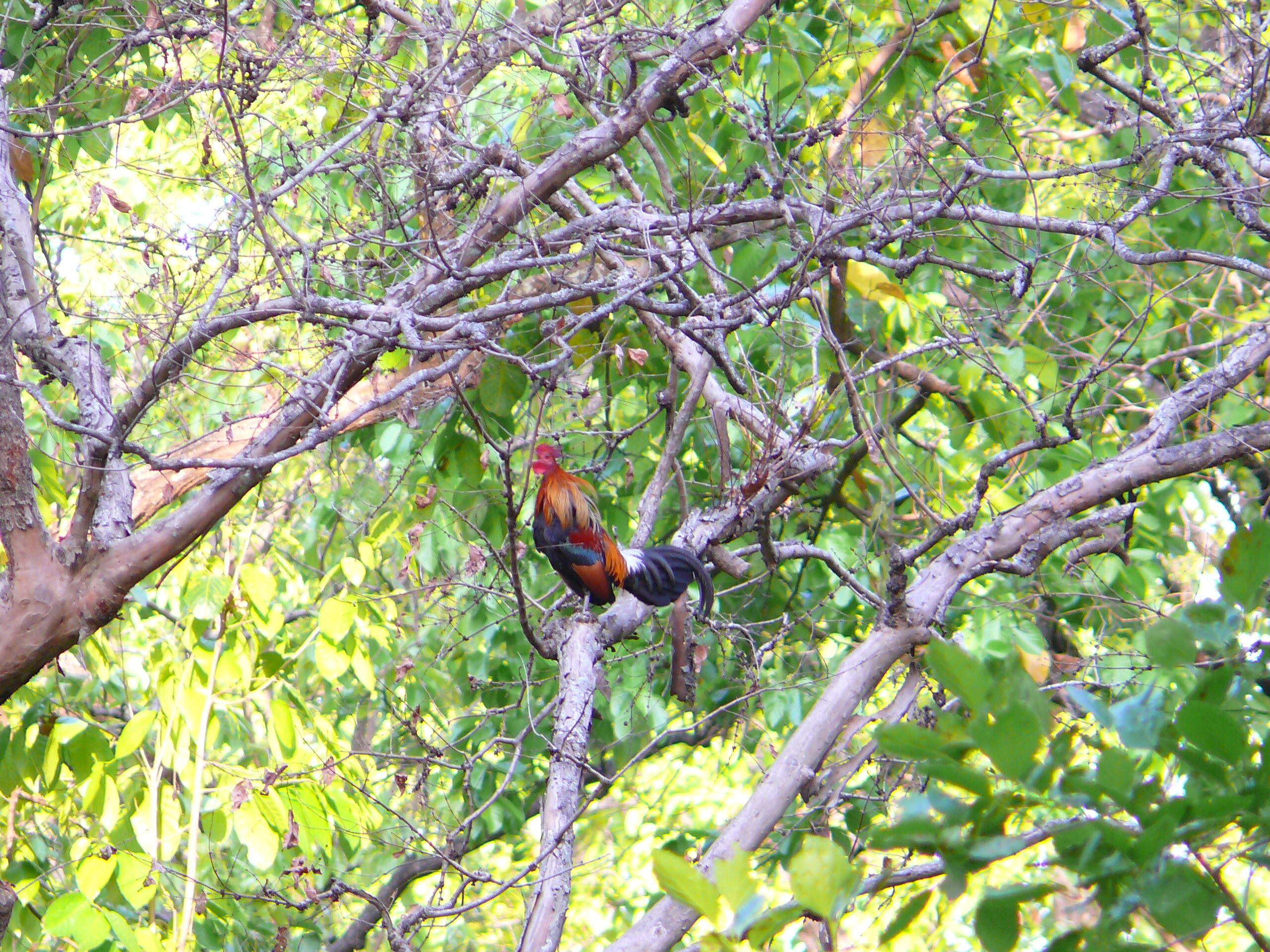 Image of Red Junglefowl