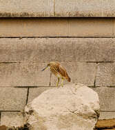 Image of Chinese Pond Heron