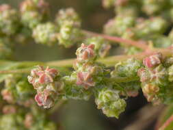 Imagem de Chenopodium album L.