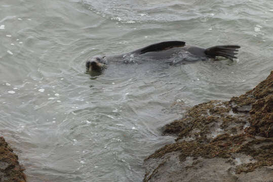 Image of Antipodean Fur Seal