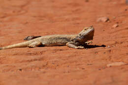 Plancia ëd Pogona vitticeps (Ahl 1926)