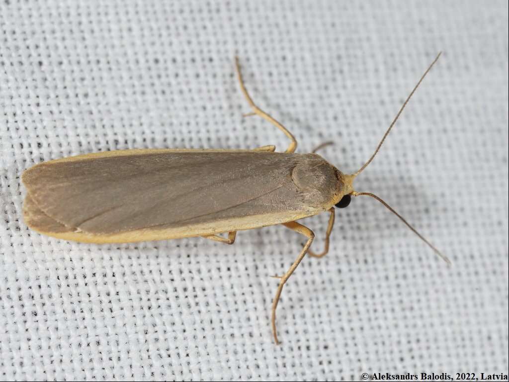 Image of common footman