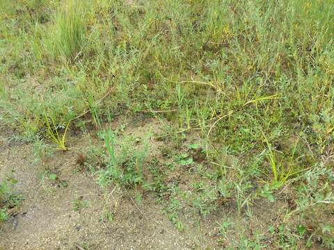 Image of Scirpus radicans Schkuhr